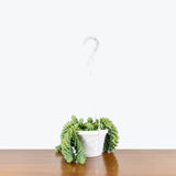 Sedum Burrito — 6" Hanging Basket (trailing)