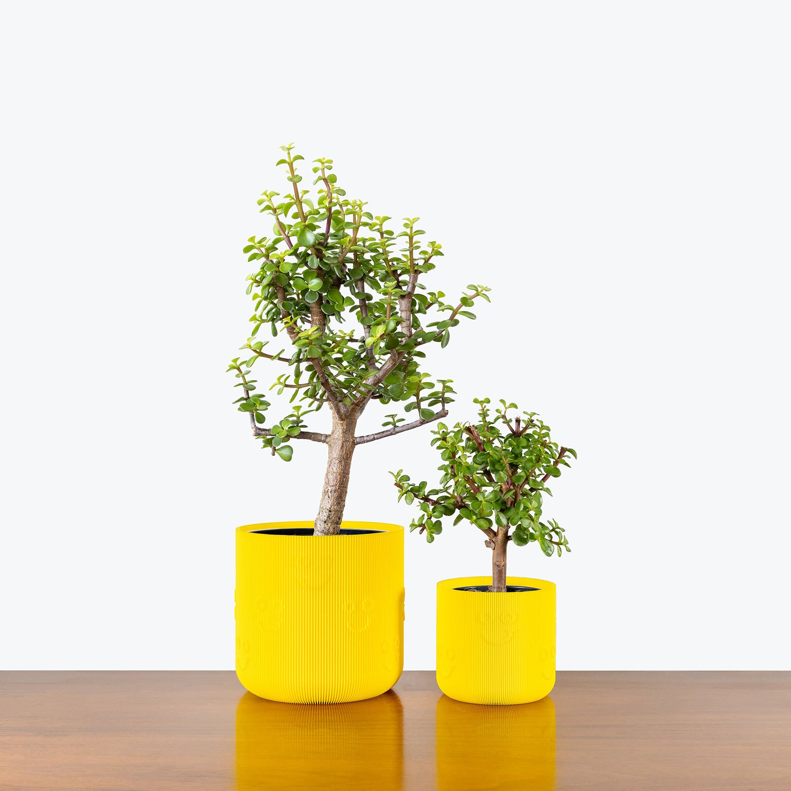 Smiley Planter - 3D Printed Planter - House Plants Delivery Toronto - JOMO Studio