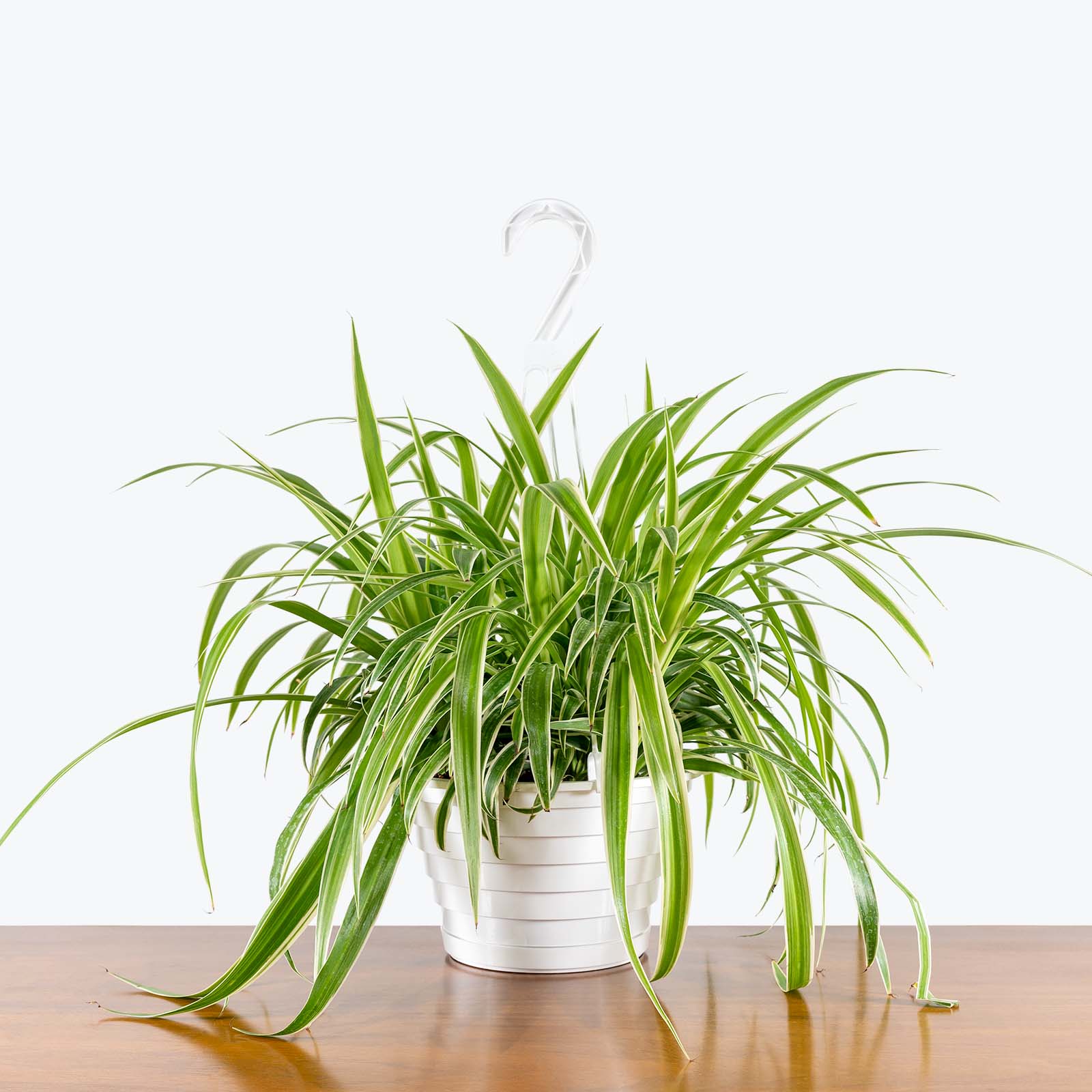 Spider Plant Reverse Variegated | Care Guide and Pro Tips - Delivery from Toronto across Canada - JOMO Studio