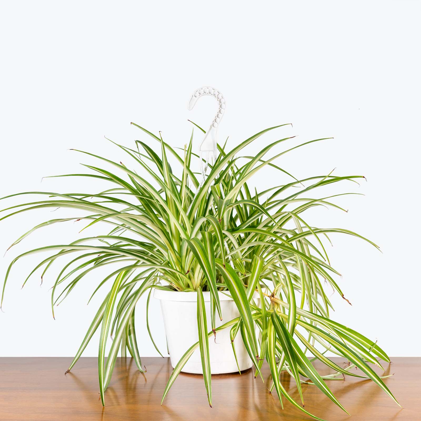 Variegated Spider Plant | Chlorophytum comosum 'Variegatum' | Care Guide and Pro Tips - Delivery from Toronto across Canada - JOMO Studio