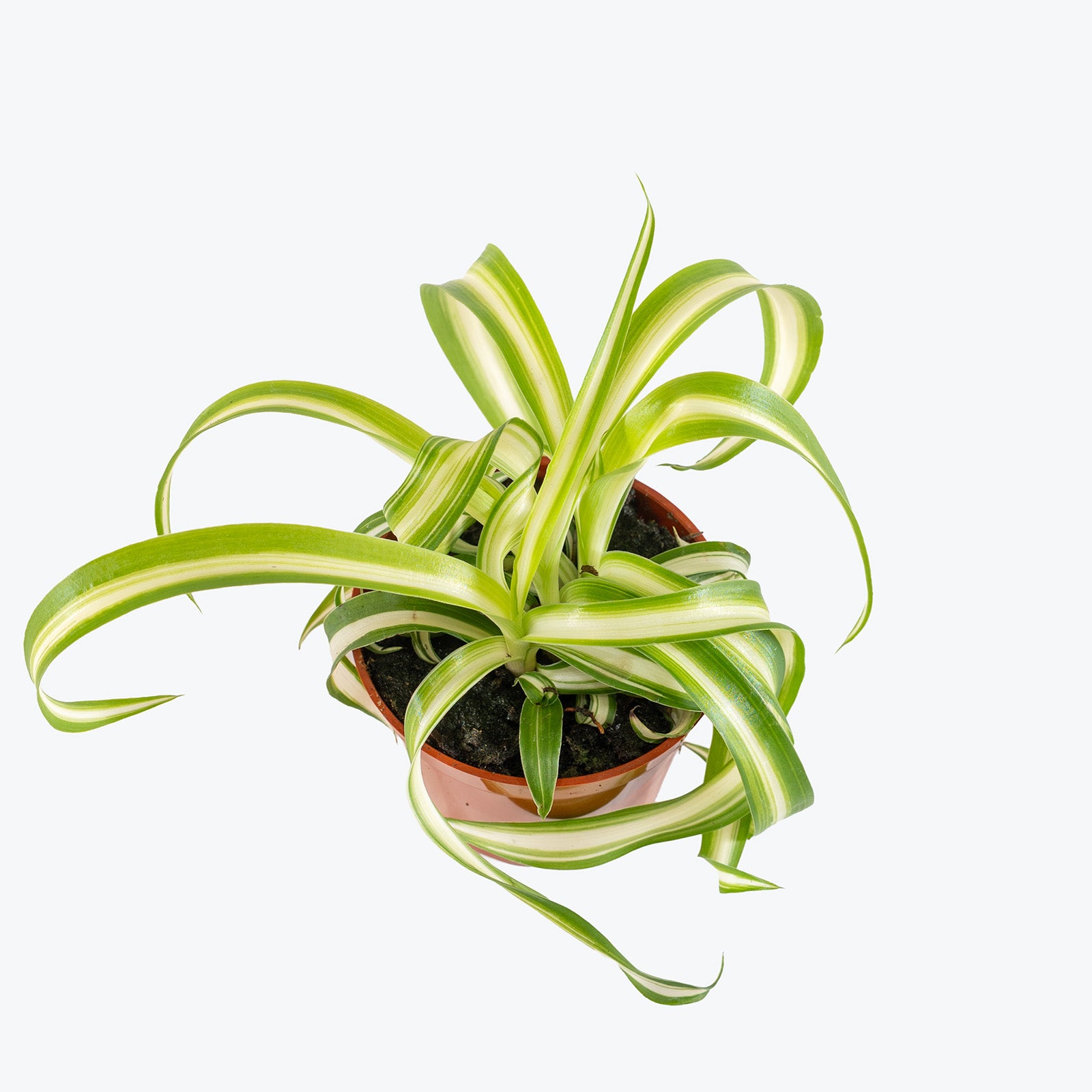 Spider Plant Curly Bonnie | Care Guide and Pro Tips - Delivery from Toronto across Canada - JOMO Studio