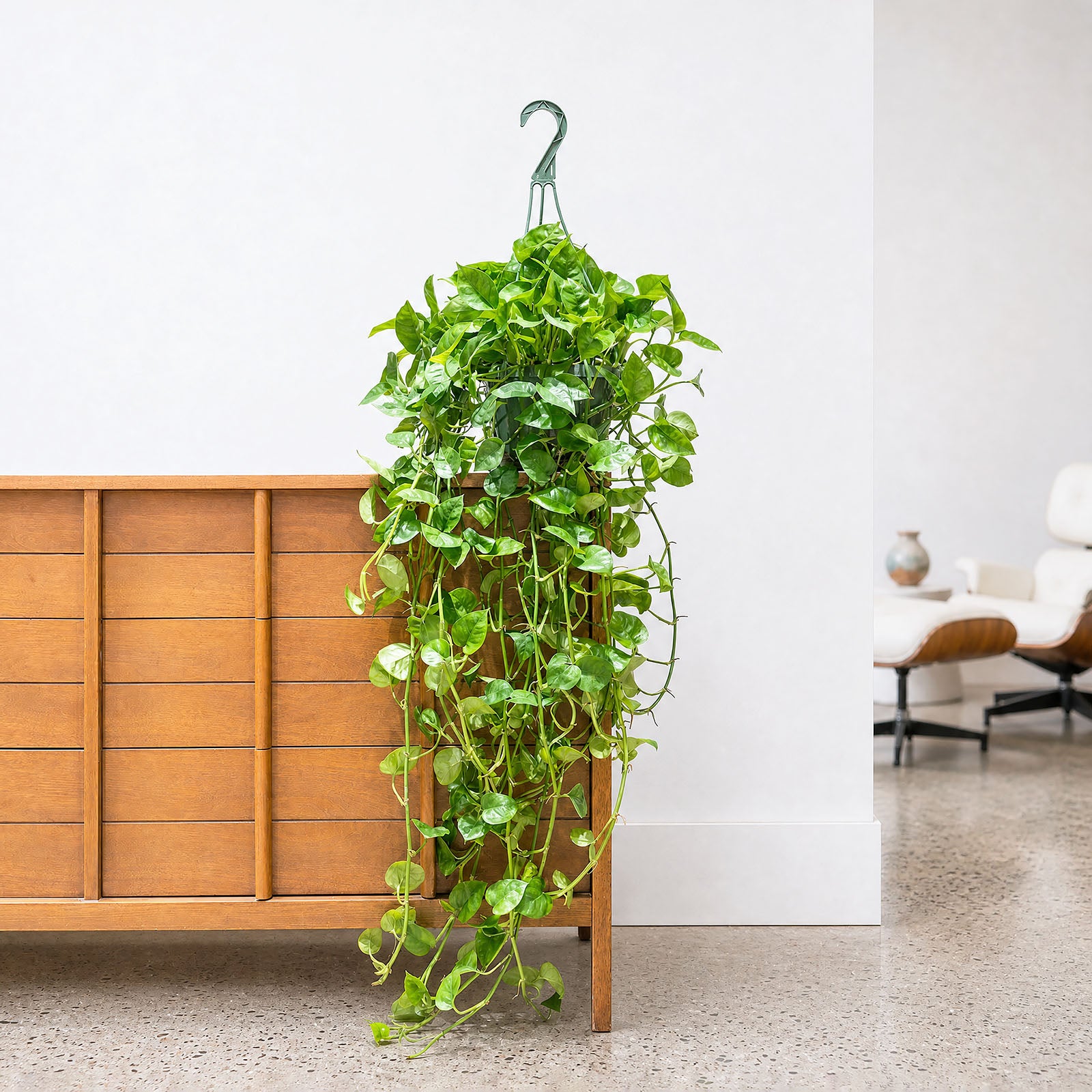 Spider Plant | Chlorophytum Comosum | Easy Care Pet Friendly Houseplants for Delivery | Care Guide and Pro Tips