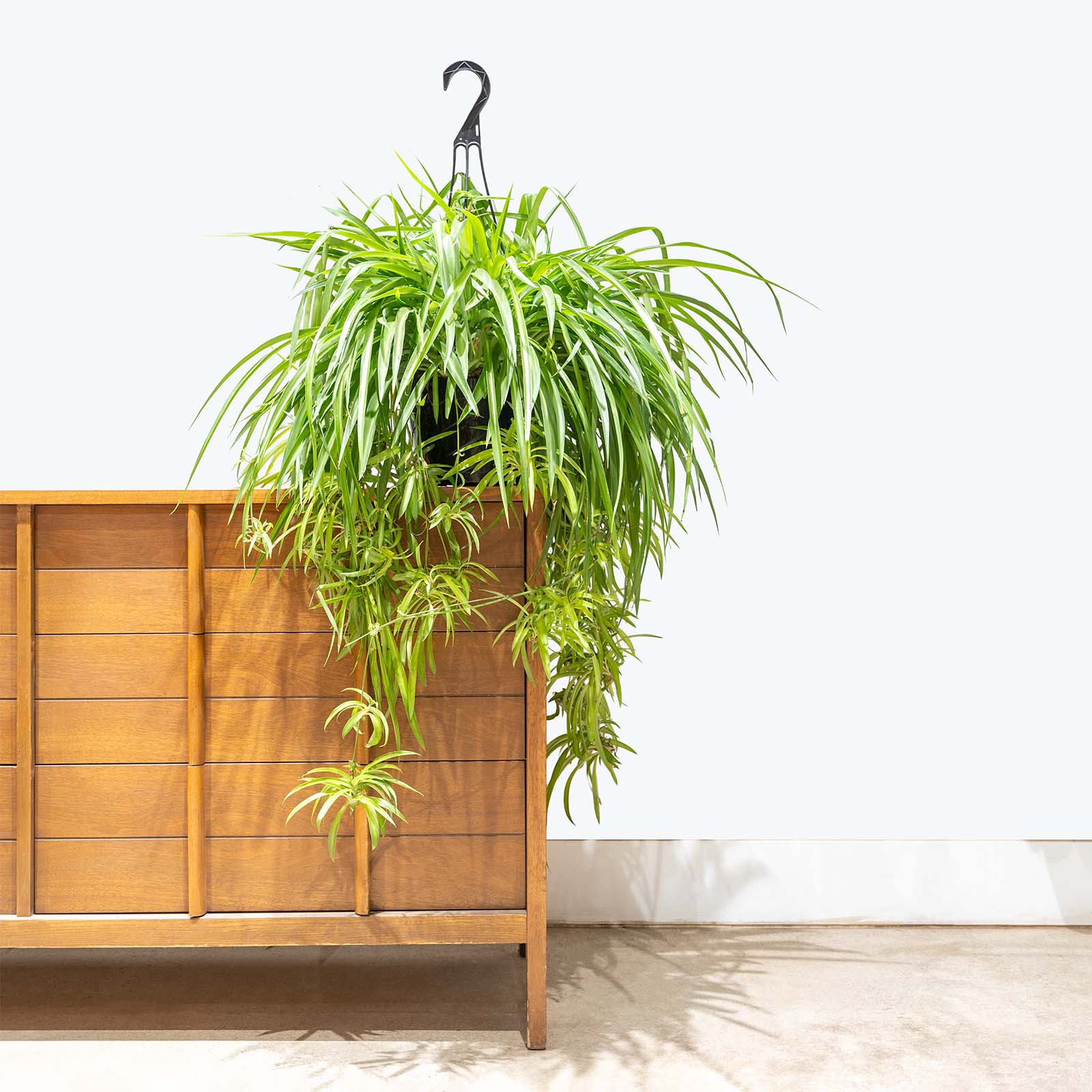 Spider Plant | Chlorophytum Comosum | Easy Care Pet Friendly Houseplants for Delivery | Care Guide and Pro Tips