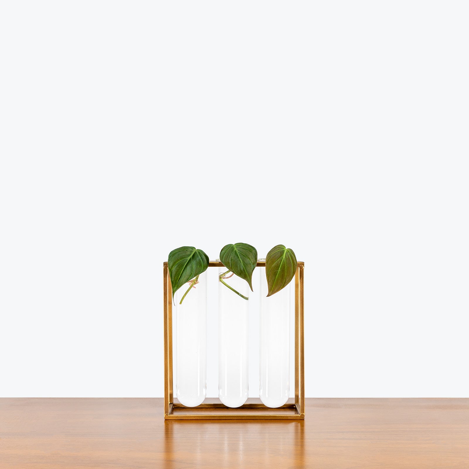 Sprout Propagation Station - House Plants Delivery Toronto - JOMO Studio