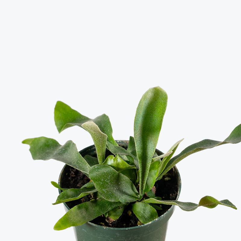 Staghorn Fern Netherlands | Platycerium bifurcatum 'Netherlands' | Care Guide and Pro Tips - Delivery from Toronto across Canada - JOMO Studio