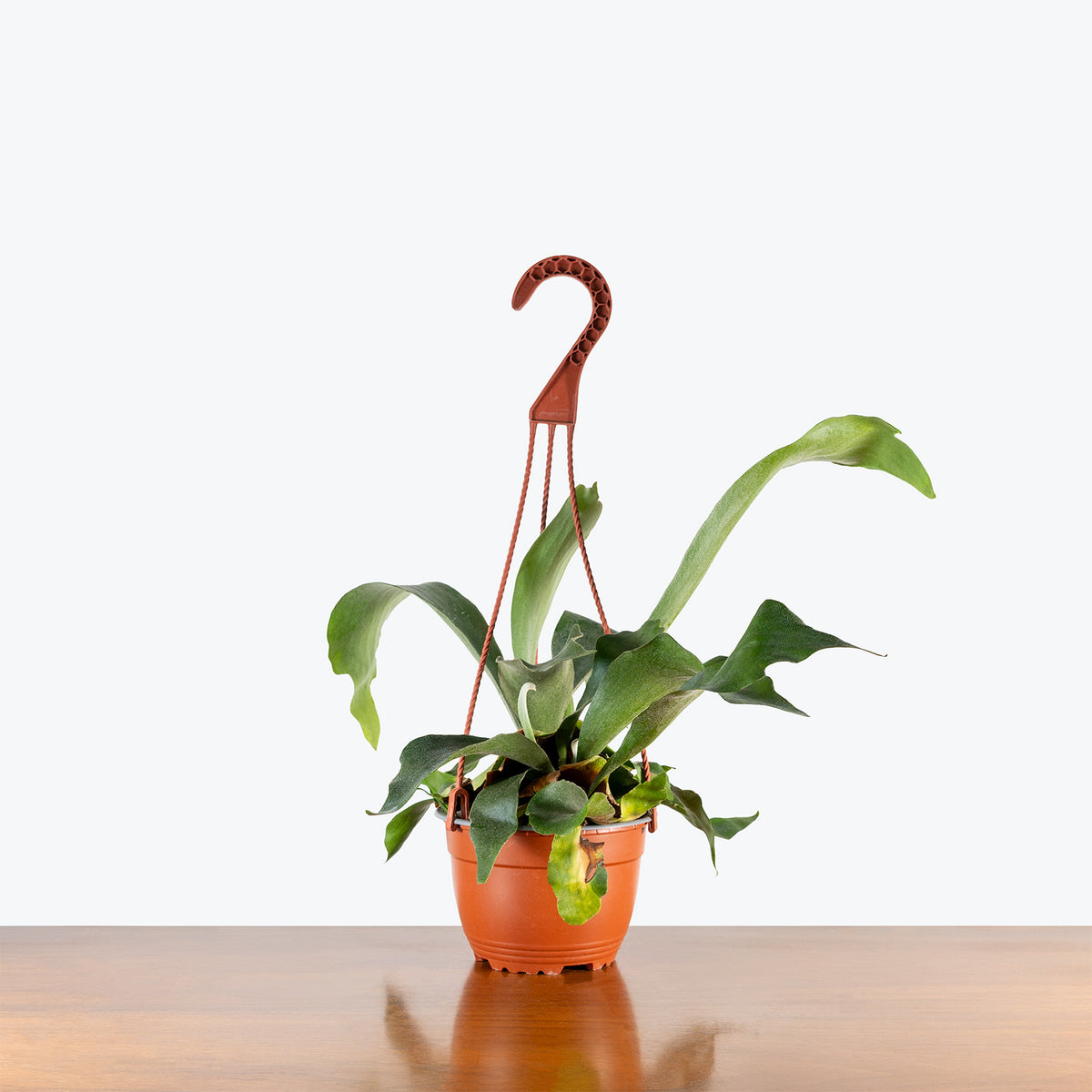 Staghorn Fern | Platycerium Bifurcatum | Care Guide and Pro Tips - Delivery from Toronto across Canada - JOMO Studio