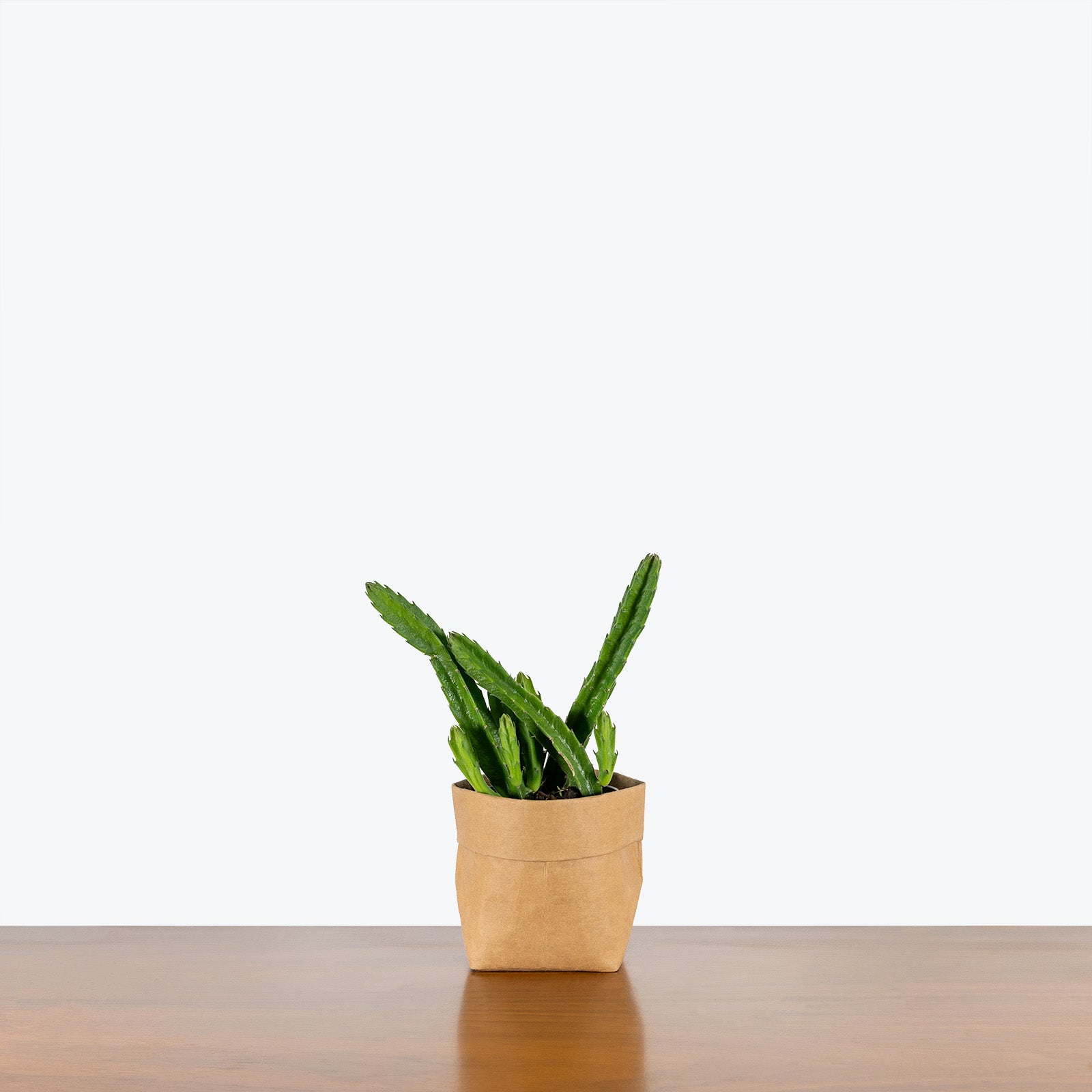 Stapelia Hirsuta | Succulent Plants & Houseplants for Delivery | Care Guide and Pro Tips