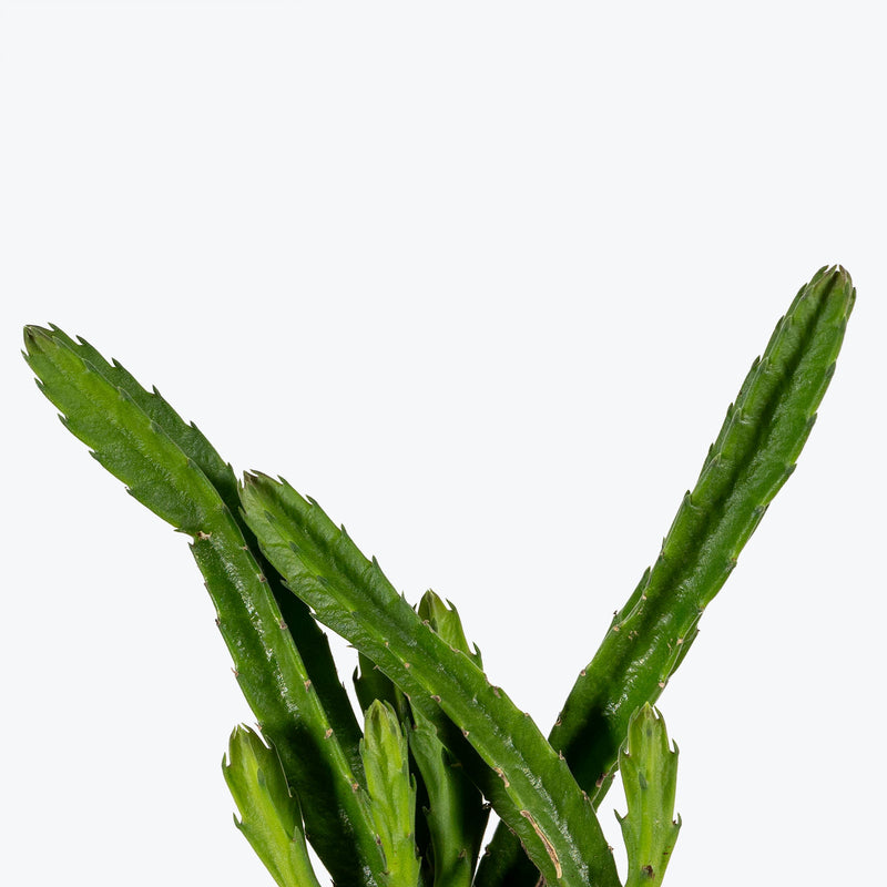 Stapelia Hirsuta | Succulent Plants & Houseplants for Delivery | Care Guide and Pro Tips