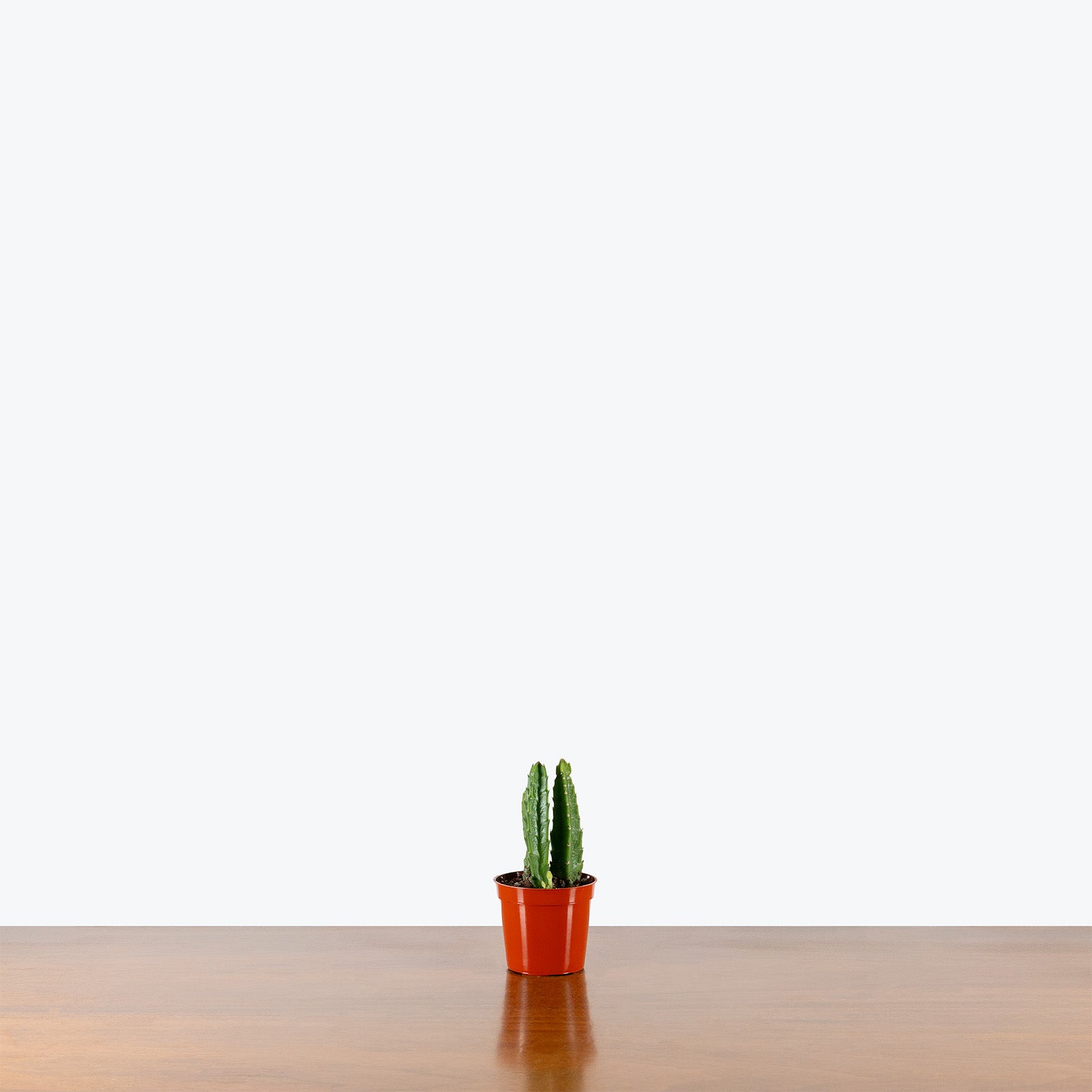 Stapelia Hirsuta | Succulent Plants & Houseplants for Delivery | Care Guide and Pro Tips