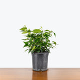 Star Jasmine — 6" Pot