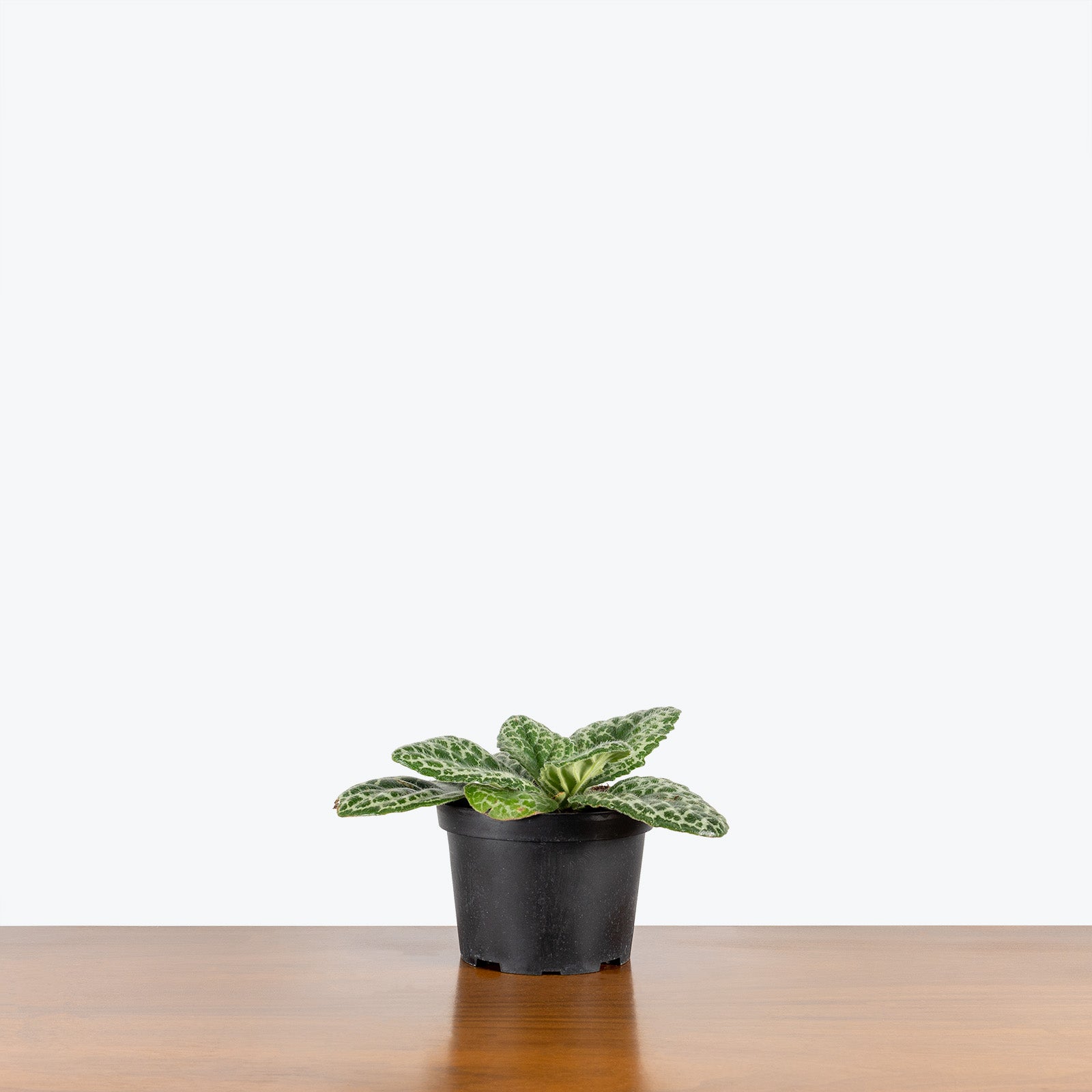 Streptocarpus Pretty Turtle - House Plants Delivery Toronto - JOMO Studio