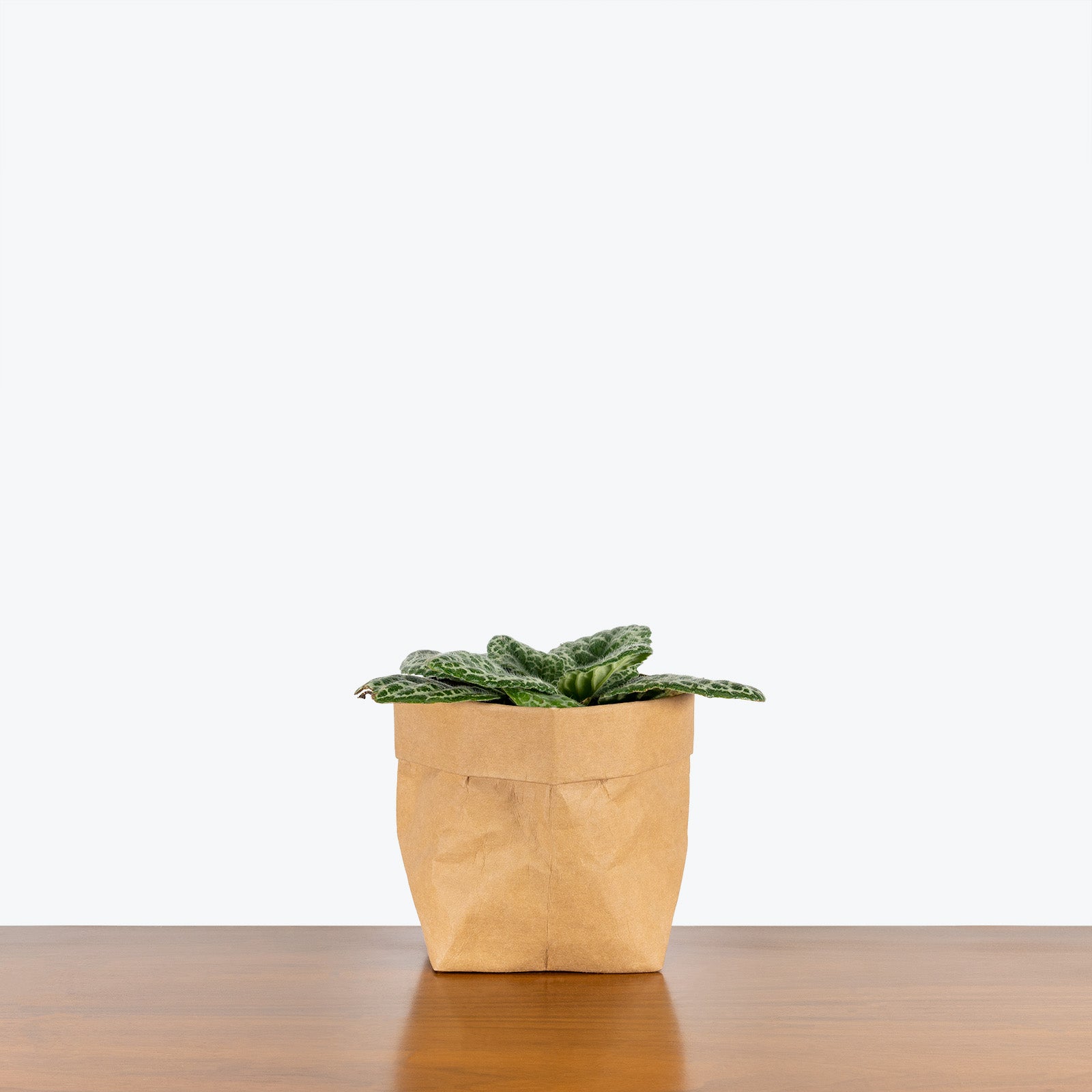 Streptocarpus Pretty Turtle - House Plants Delivery Toronto - JOMO Studio