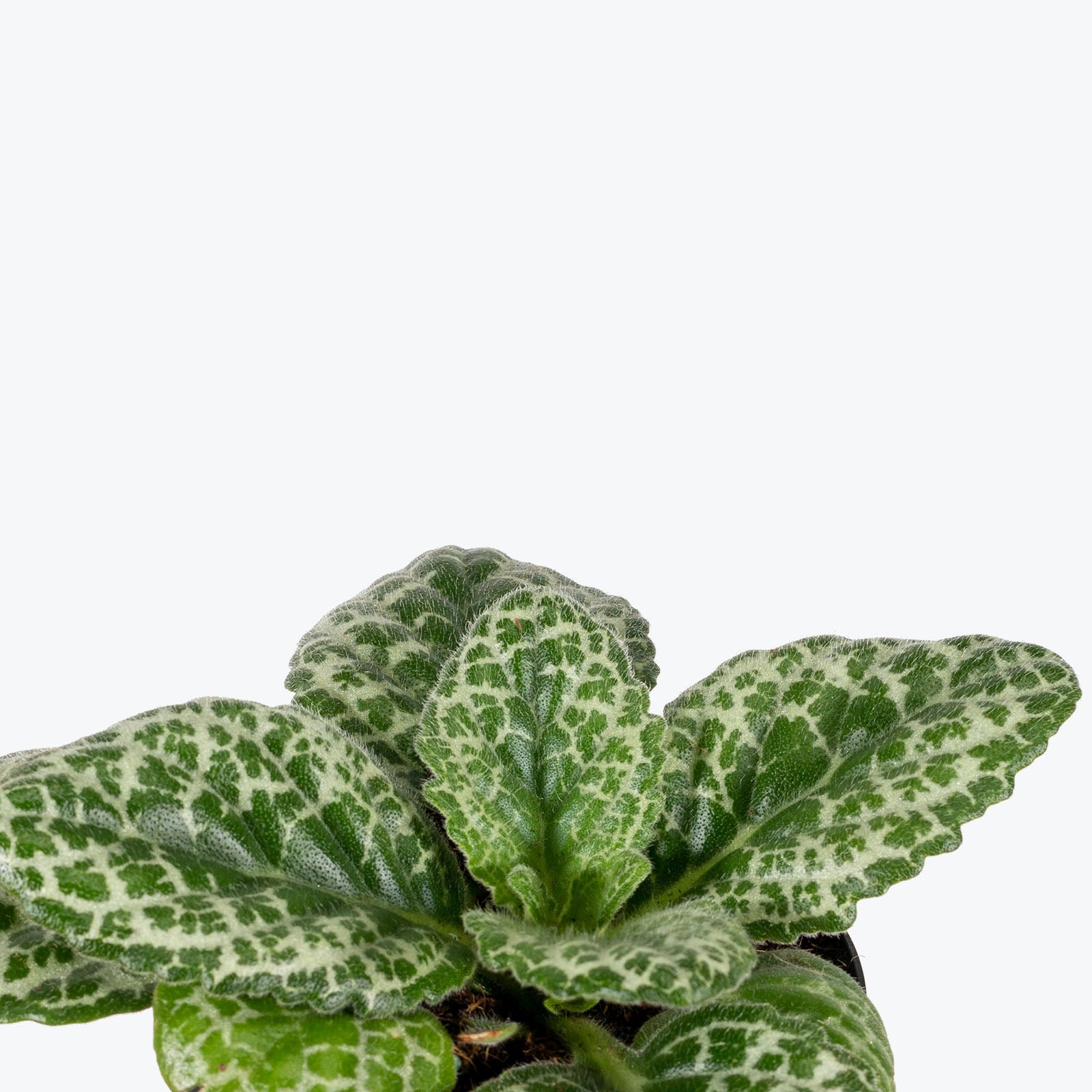 Streptocarpus Pretty Turtle - House Plants Delivery Toronto - JOMO Studio