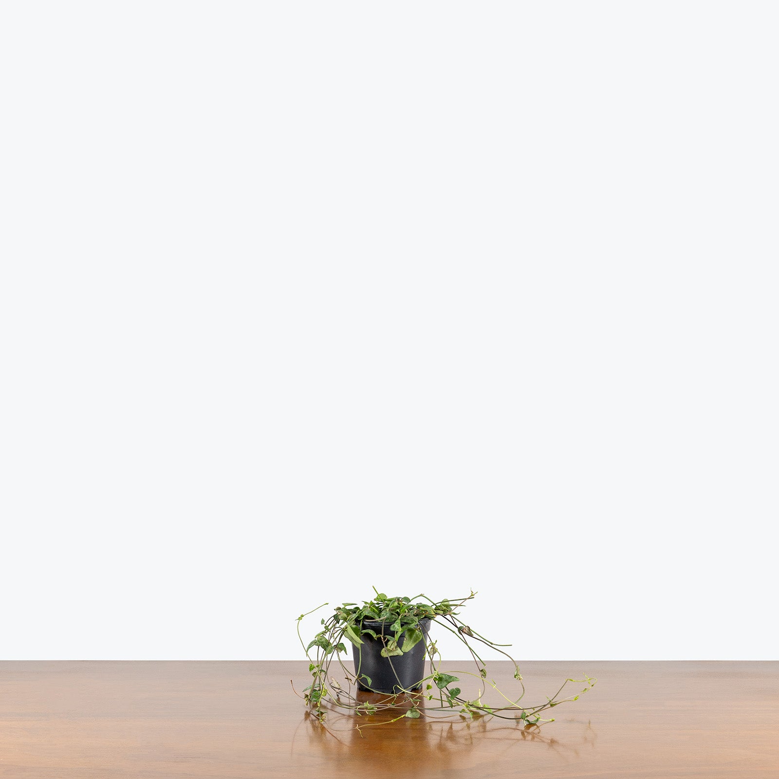 String of Arrows | Care Guide and Pro Tips - Delivery from Toronto across Canada - JOMO Studio