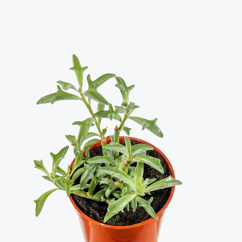 String of Dolphins | Care Guide and Pro Tips - Delivery from Toronto across Canada - JOMO Studio