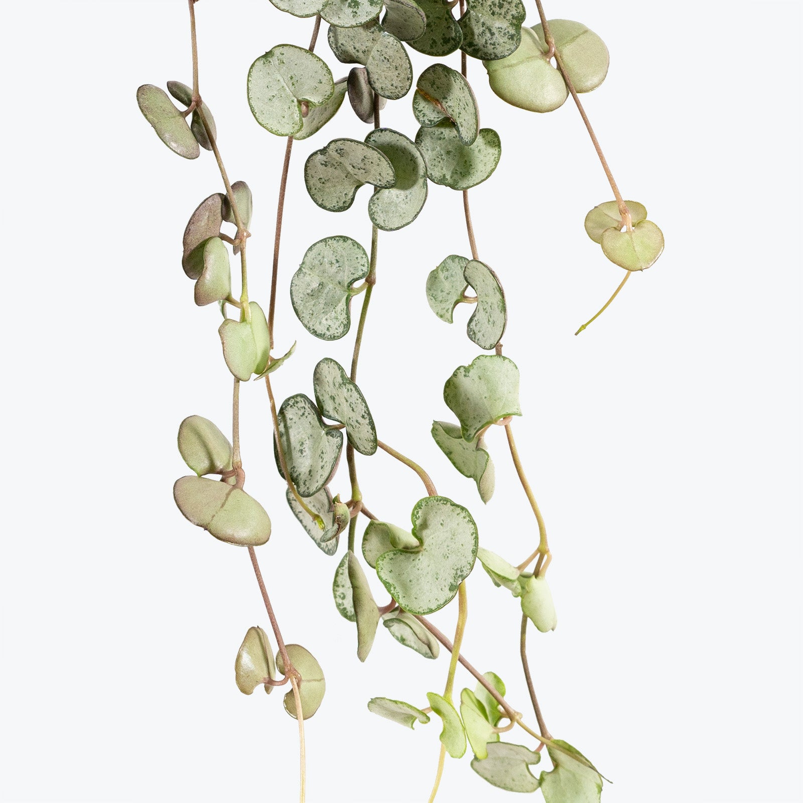 String of Hearts Silver Glory | Care Guide and Pro Tips - Delivery from Toronto across Canada - JOMO Studio