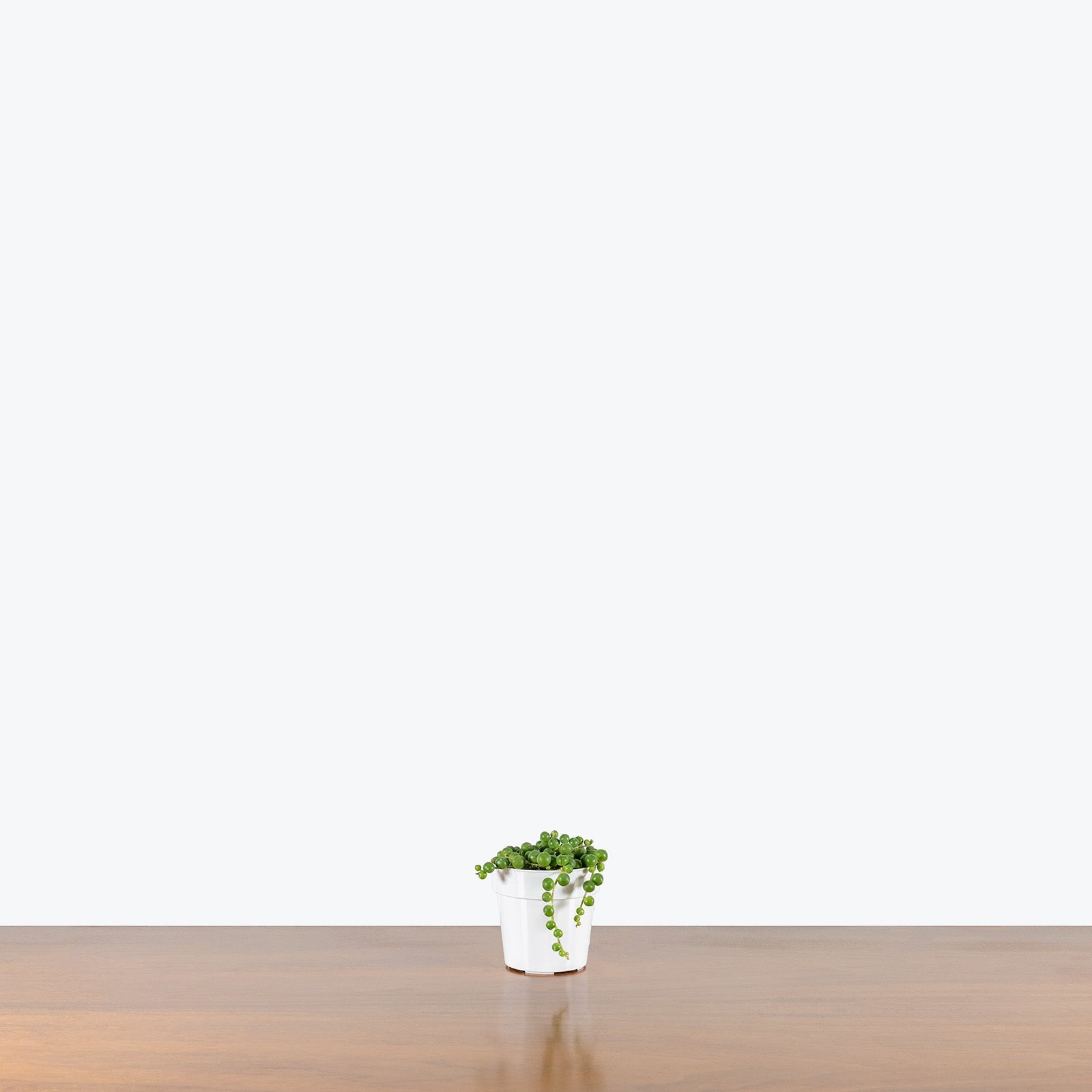 String of Pearls | Senecio Rowleyanus | Care Guide and Pro Tips - Delivery from Toronto across Canada - JOMO Studio