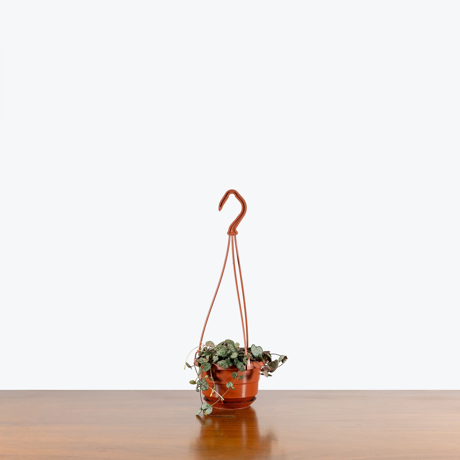 String of Hearts | Ceropegia Woodii | Care Guide and Pro Tips - Delivery from Toronto across Canada - JOMO Studio