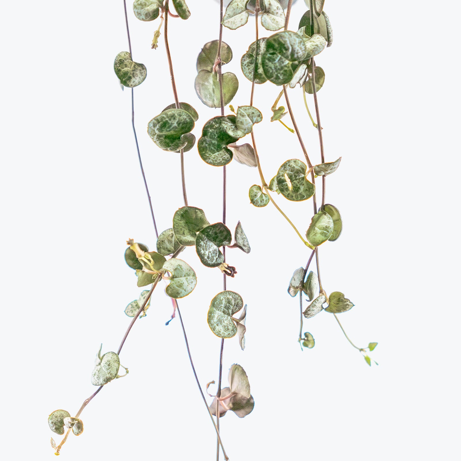 String of Hearts | Ceropegia Woodii | Care Guide and Pro Tips - Delivery from Toronto across Canada - JOMO Studio