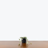 String of Spades Variegated — 4" Pot
