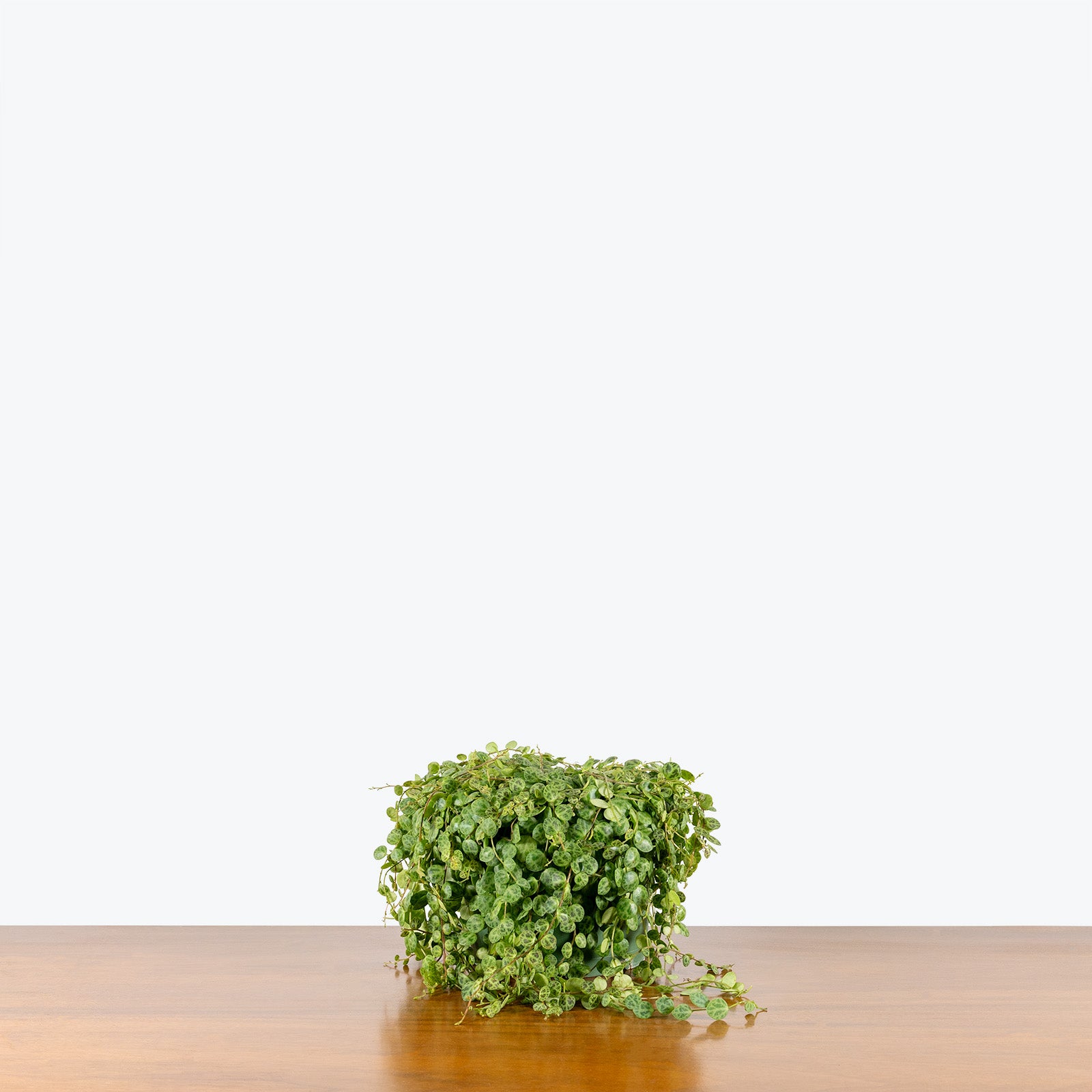 String of Turtles - Peperomia Prostrata - House Plants Delivery Toronto - JOMO Studio