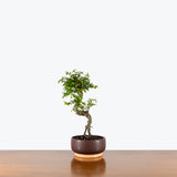 Sweet Plum Bonsai — 5.5" Pot - Brown