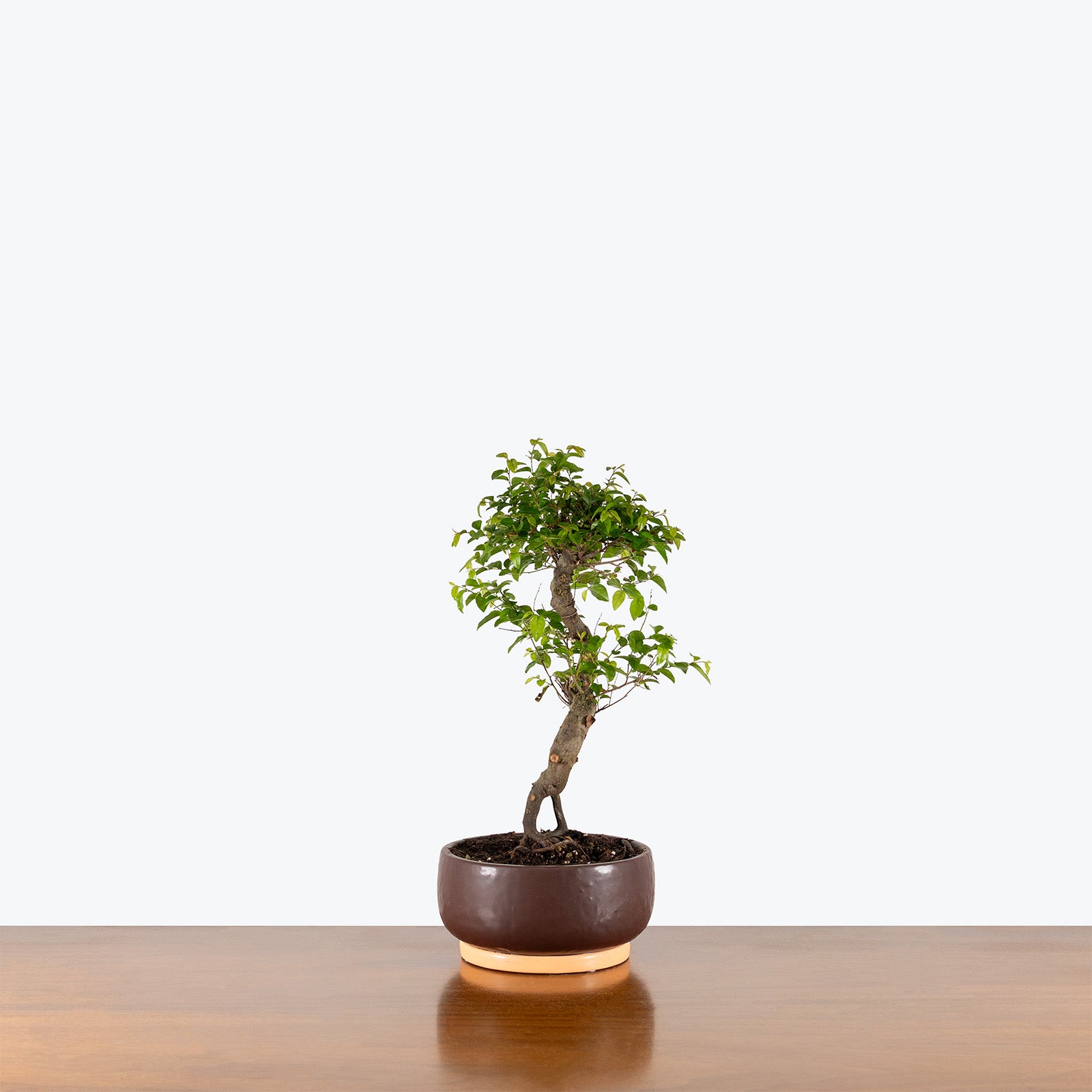 Sweet Plum Bonsai | Indoor Bonsai Plants for Delivery | Care Guide and Pro Tips
