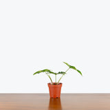 Syngonium Albo Variegatum — 4" Pot (small; expecting minor blemishes)