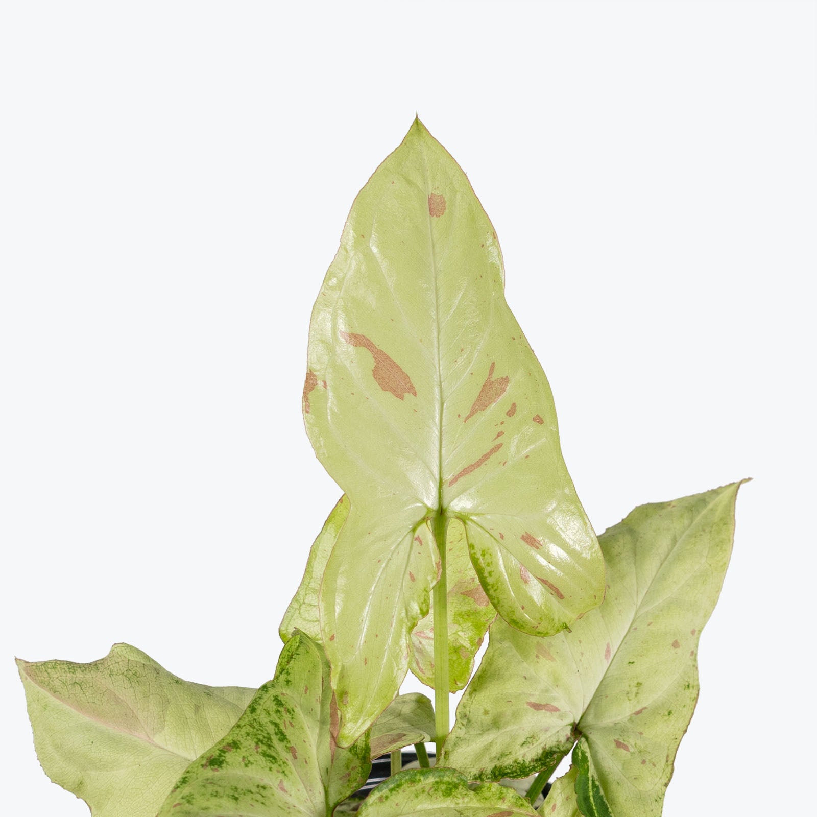 Syngonium Confetti Tricolor | Arrowhead Plant | Care Guide and Pro Tips - Delivery from Toronto across Canada - JOMO Studio