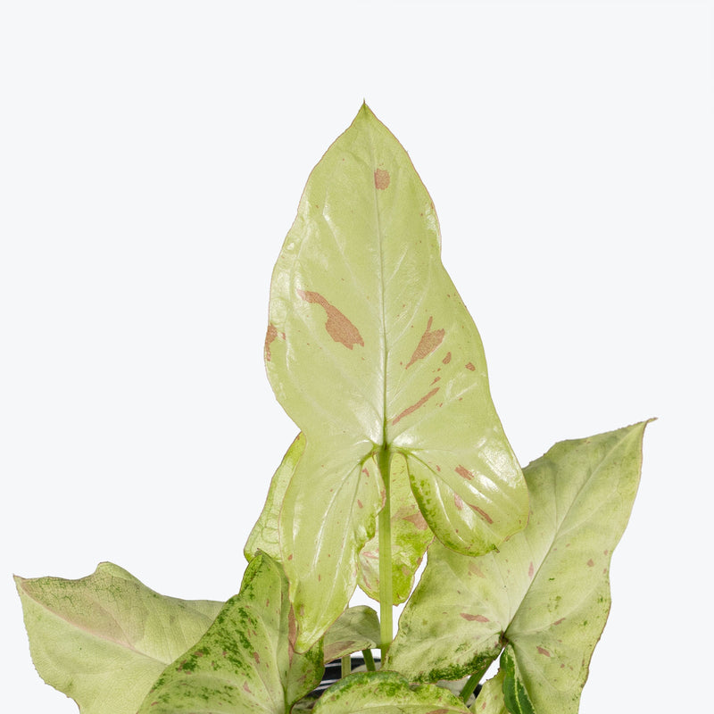 Syngonium Confetti Tricolor - Arrowhead Plant - House Plants Delivery Toronto Canada - JOMO Studio