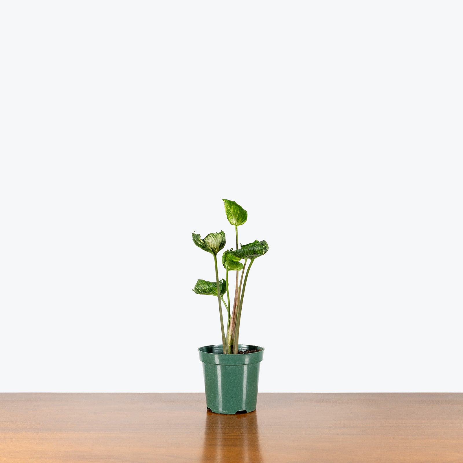 Syngonium Godzilla | Arrowhead Plant | Care Guide and Pro Tips - Delivery from Toronto across Canada - JOMO Studio