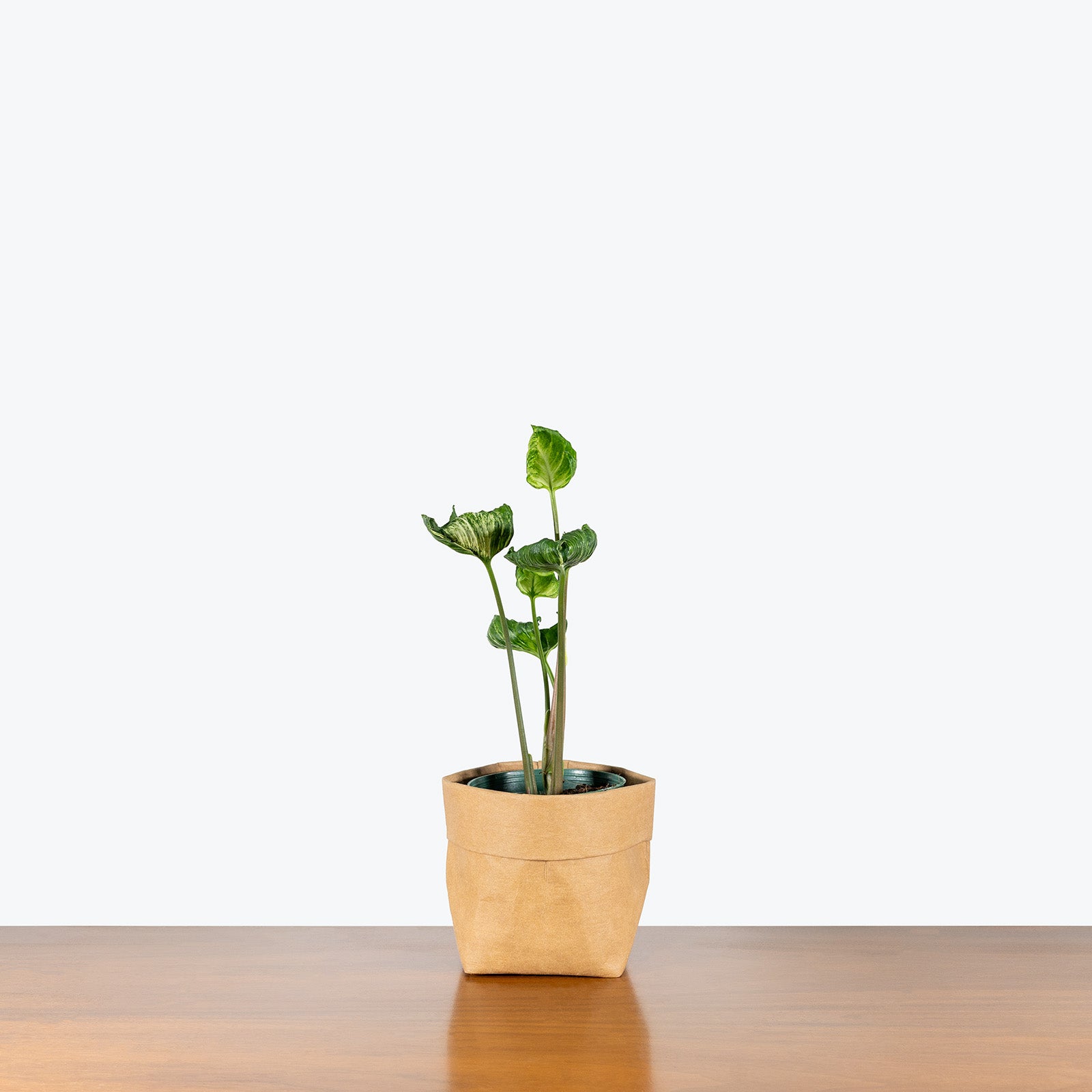 Syngonium Godzilla | Arrowhead Plant | Care Guide and Pro Tips - Delivery from Toronto across Canada - JOMO Studio