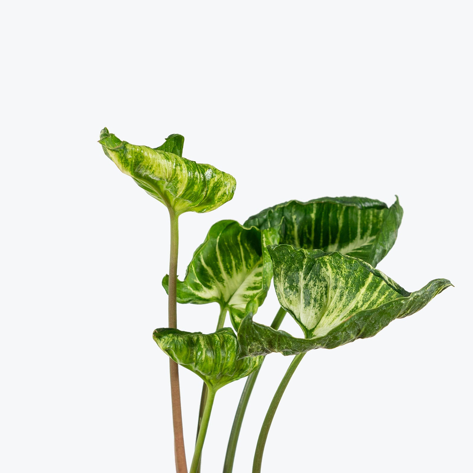 Syngonium Godzilla | Arrowhead Plant | Care Guide and Pro Tips - Delivery from Toronto across Canada - JOMO Studio