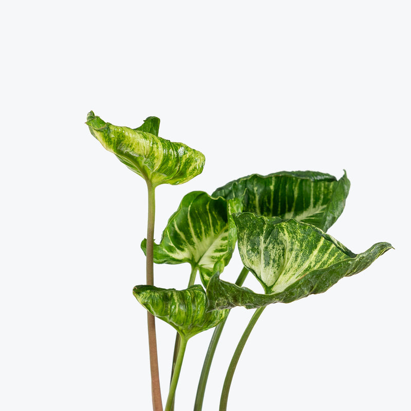 Syngonium Godzilla | Arrowhead Plant | Care Guide and Pro Tips - Delivery from Toronto across Canada - JOMO Studio