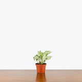 Syngonium Three Kings — 4" Pot