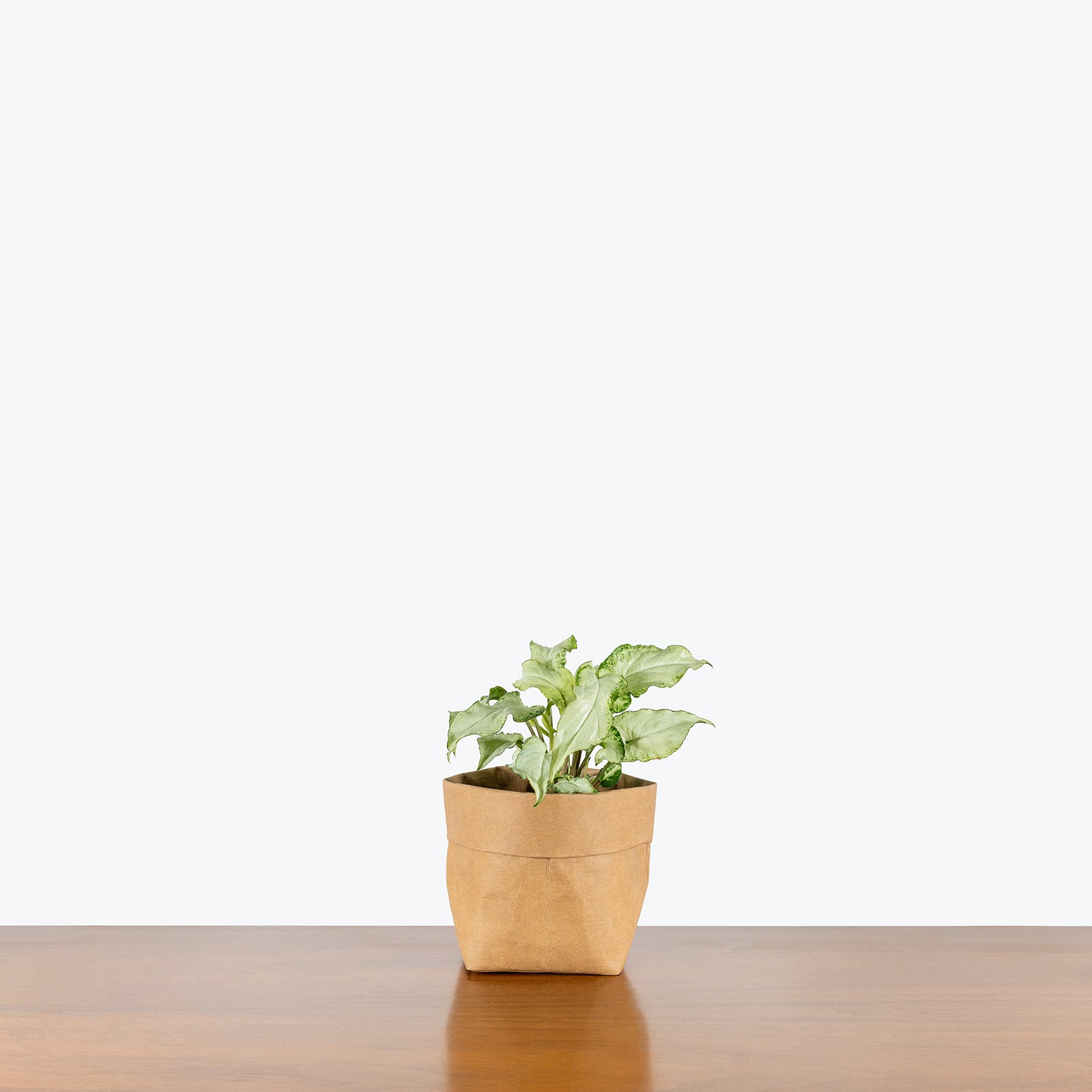 Syngonium Three Kings | Arrowhead Plant | Care Guide and Pro Tips - Delivery from Toronto across Canada - JOMO Studio