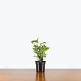 Syngonium Batik — 4" Pot