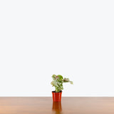 Syngonium Milk Confetti — 2.5" Pot