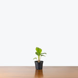 Tacca Chantrieri Black — 4" Pot