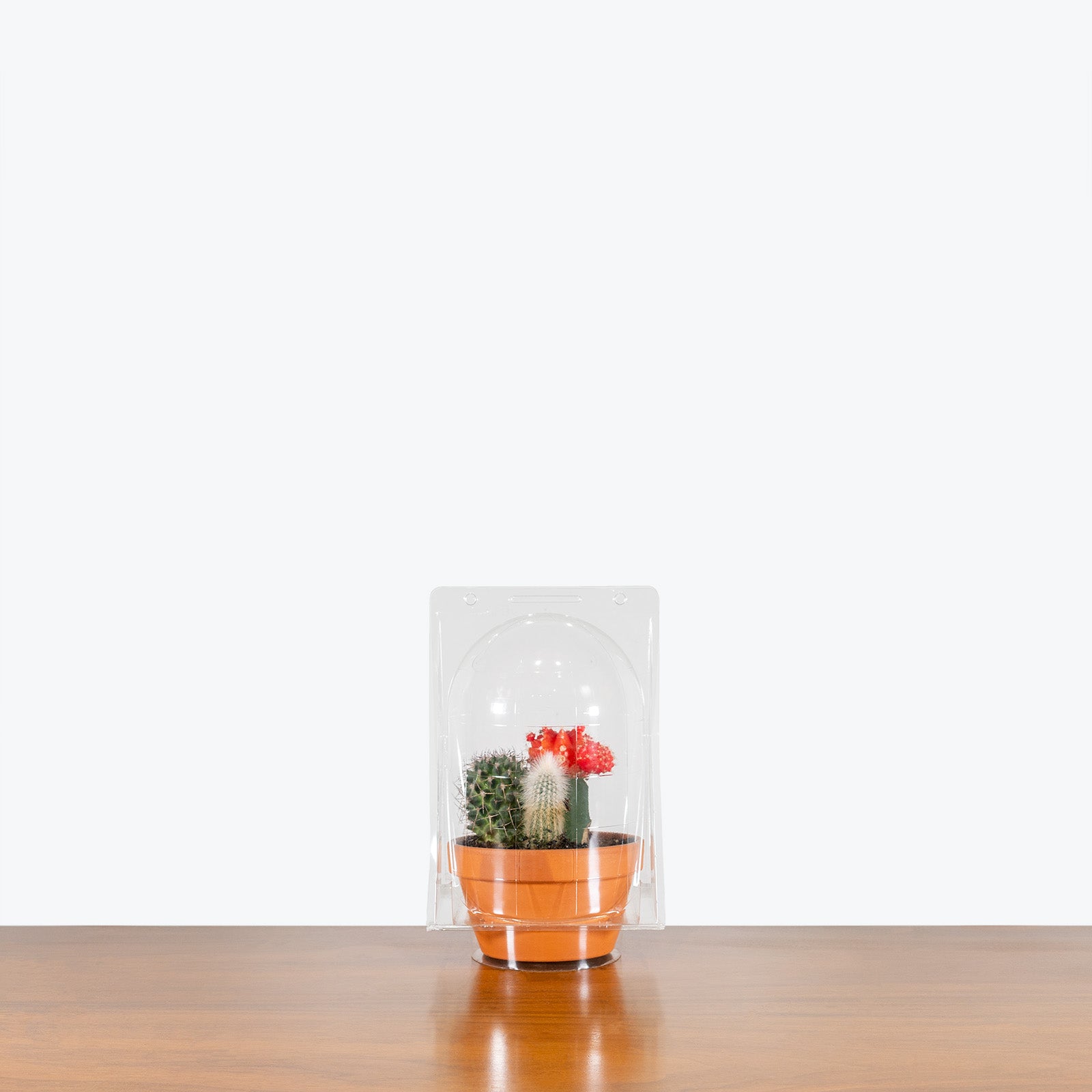 Terra Cotta Cactus Garden - House Plants Delivery Toronto - JOMO Studio