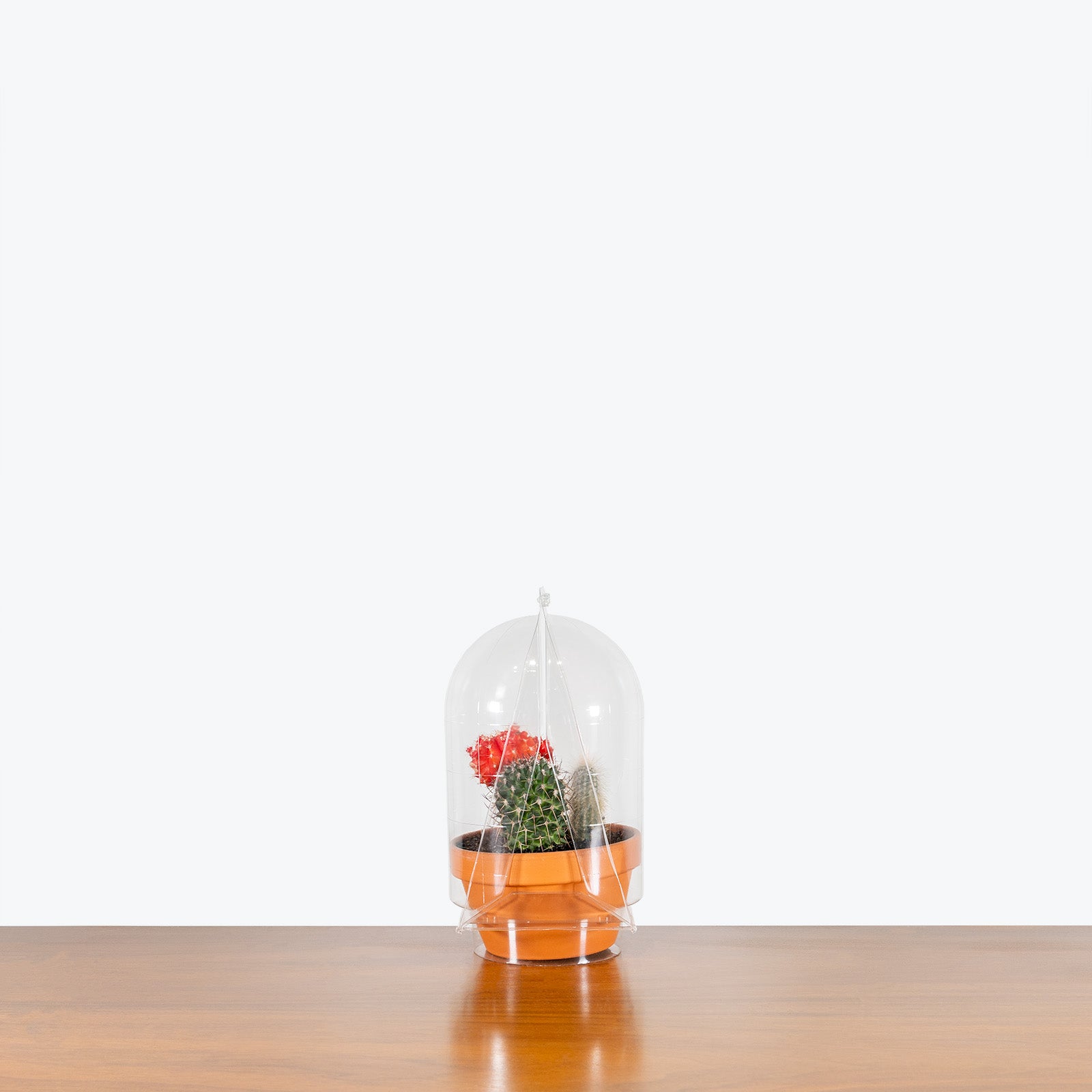 Terra Cotta Cactus Garden - House Plants Delivery Toronto - JOMO Studio