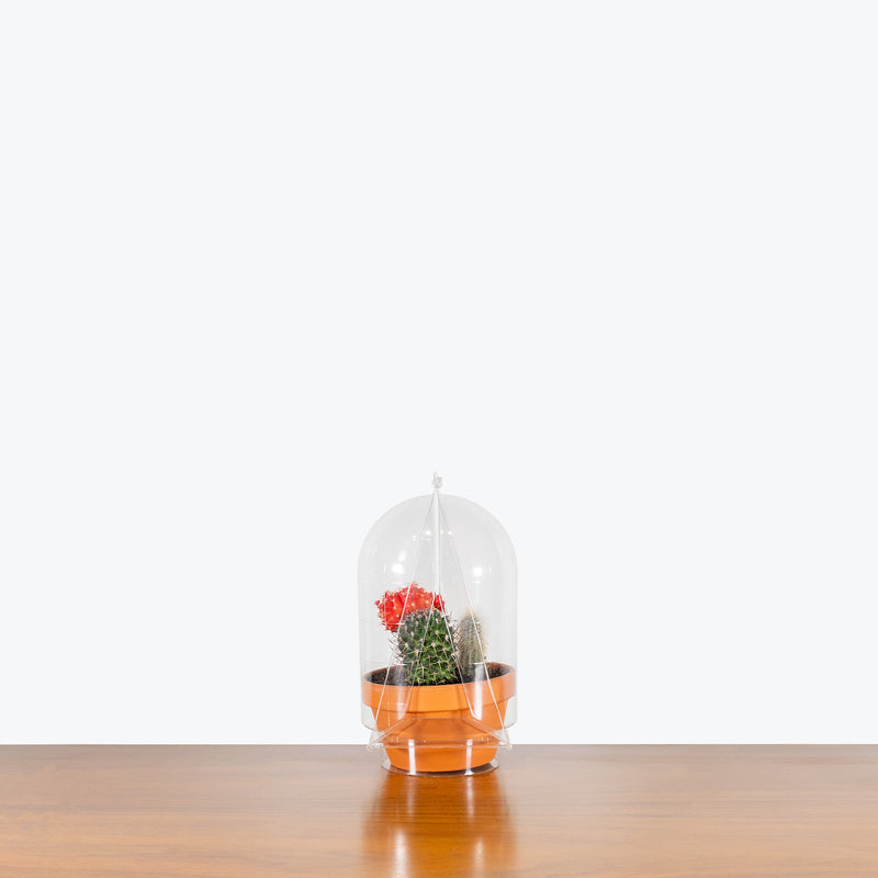 Terra Cotta Cactus Garden - House Plants Delivery Toronto - JOMO Studio