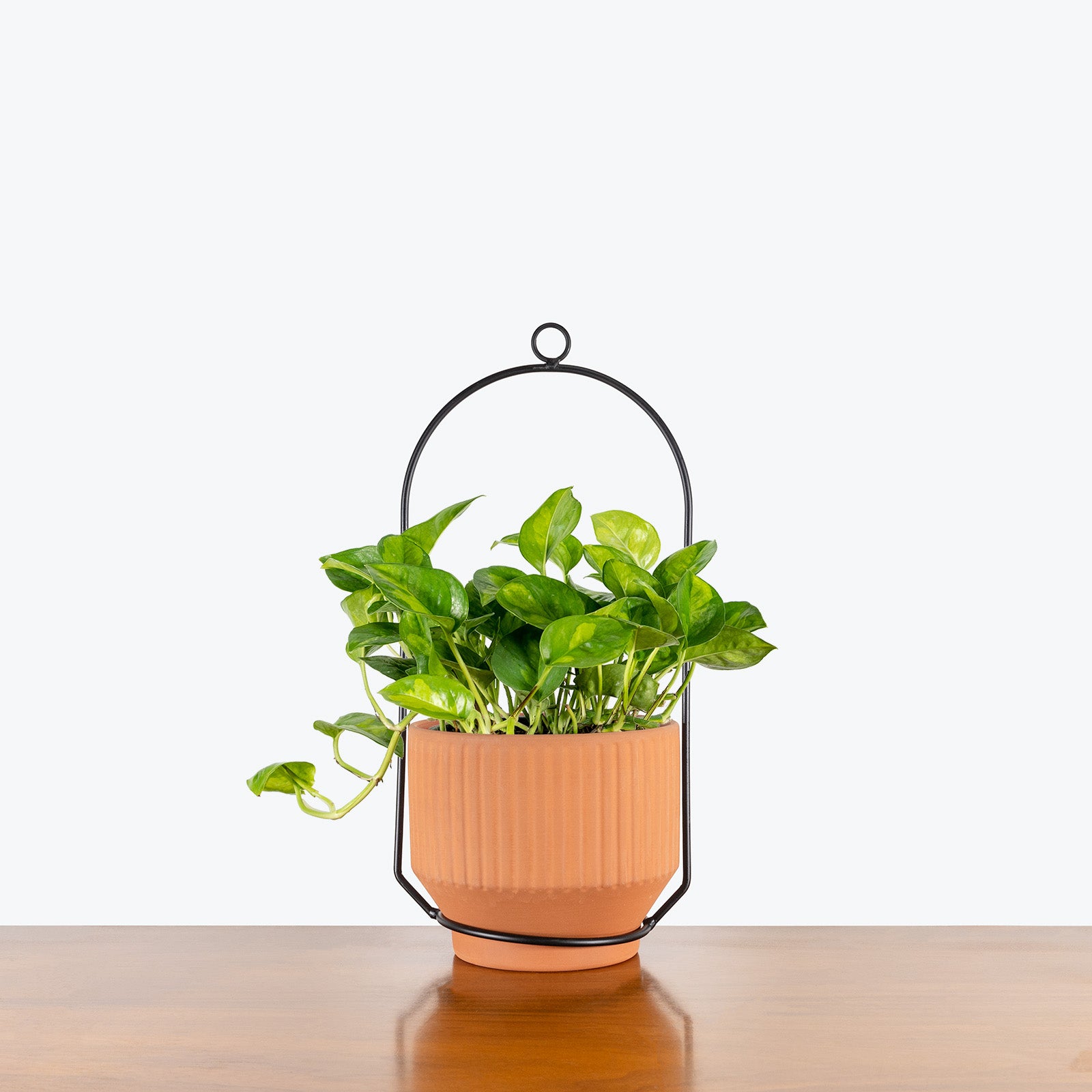 Terra Hanging Planter - House Plants Delivery Toronto - JOMO Studio