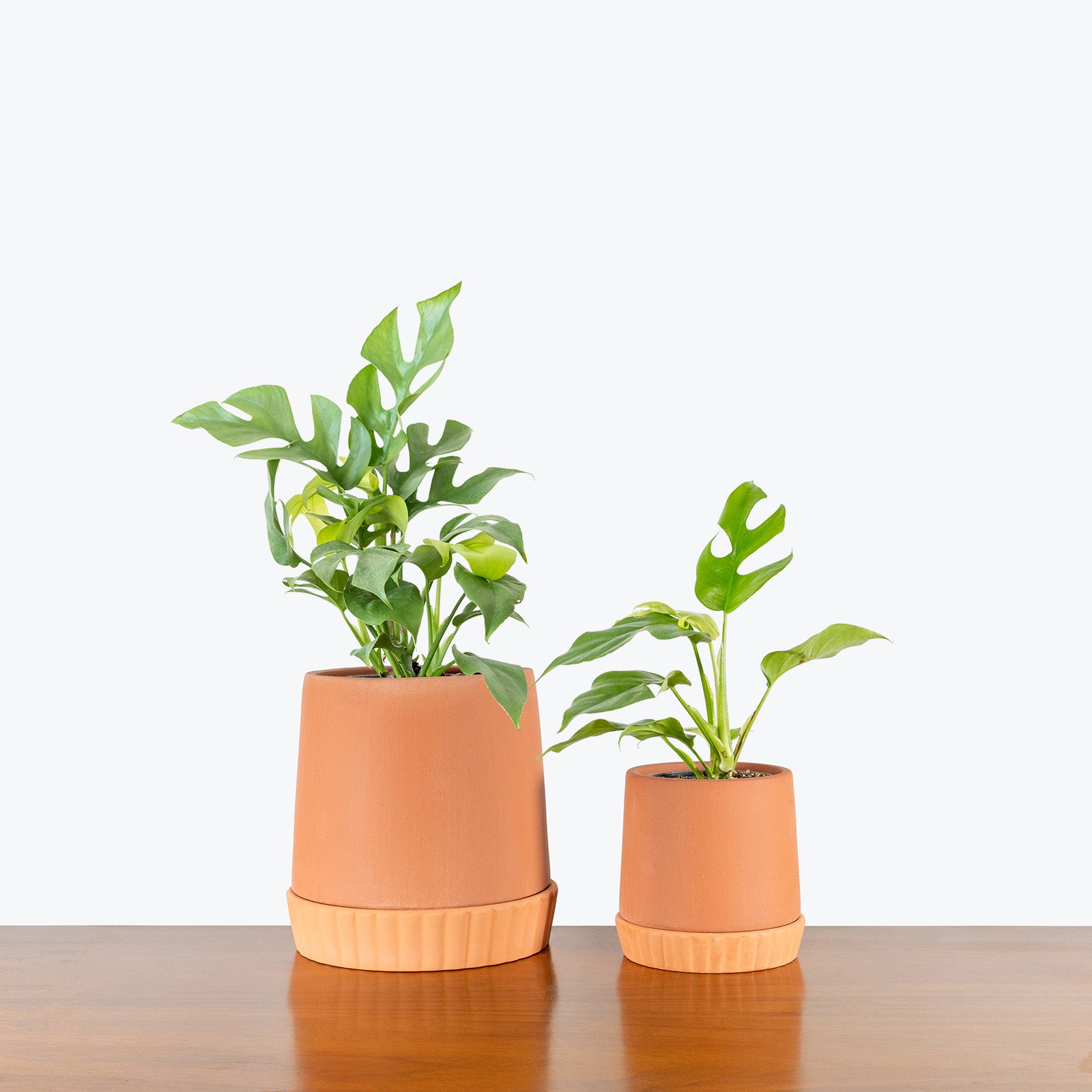 Terra Planter with Saucer - House Plants Delivery Toronto - JOMO Studio #color_Terra Cotta