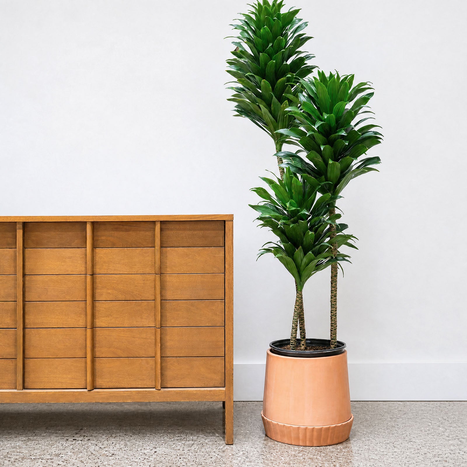 Terra Planter with Saucer - House Plants Delivery Toronto - JOMO Studio #color_Terra Cotta
