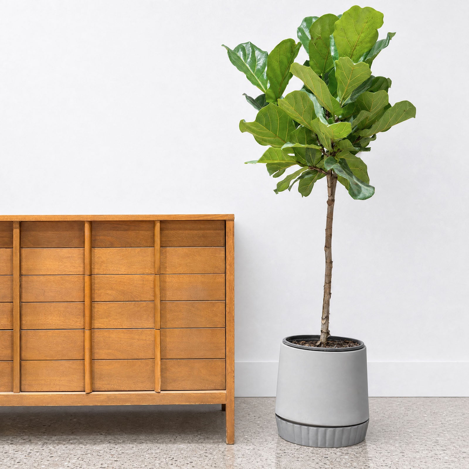 Terra Planter with Saucer - House Plants Delivery Toronto - JOMO Studio #color_Terra Grey