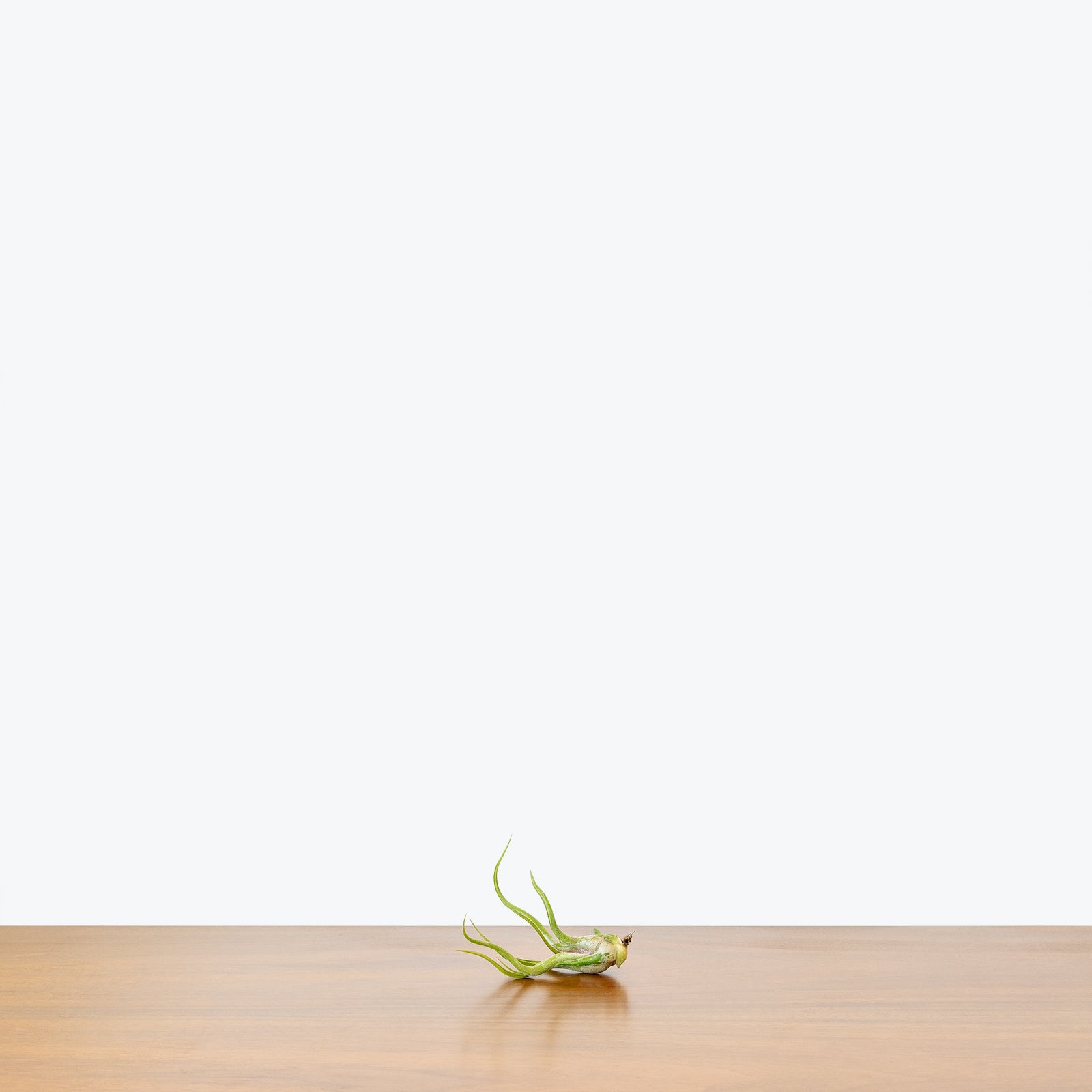 Tillandsia Caput-Medusae Air Plant - House Plants Delivery Toronto - JOMO Studio