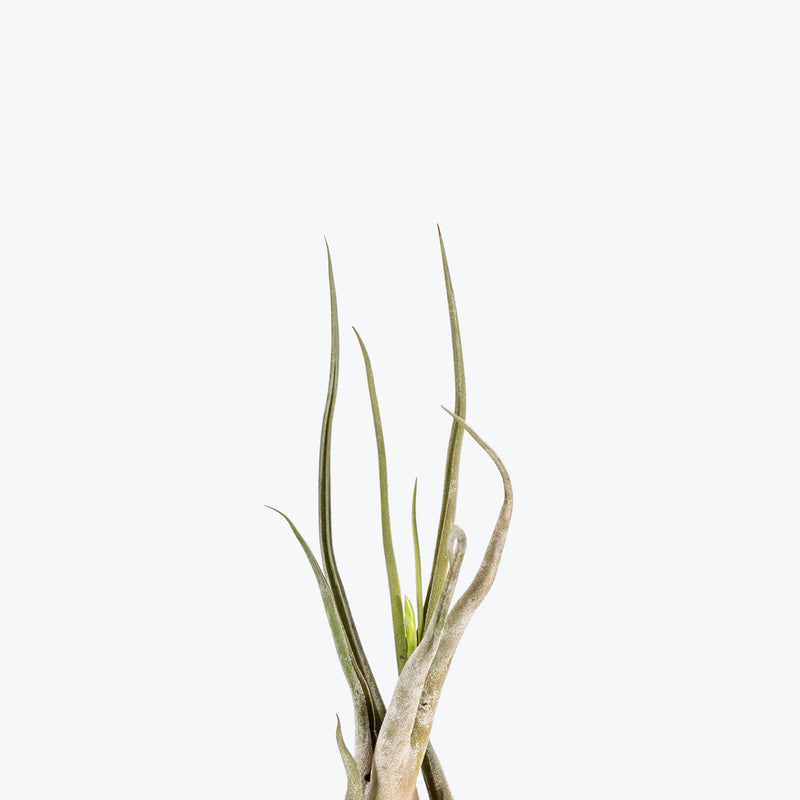 Tillandsia Caput Medusae Air Plant | Care Guide and Pro Tips - Delivery from Toronto across Canada - JOMO Studio