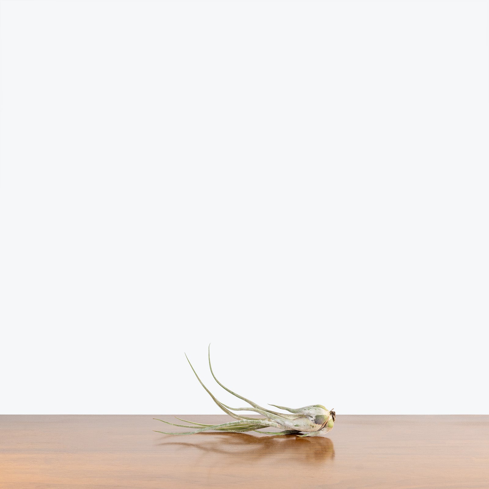 Tillandsia Caput Medusae Air Plant | Care Guide and Pro Tips - Delivery from Toronto across Canada - JOMO Studio
