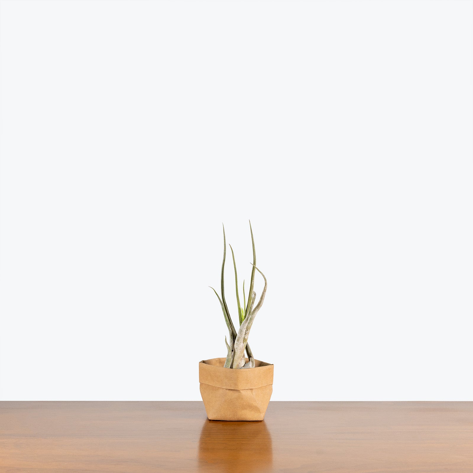 Tillandsia Caput Medusae Air Plant | Care Guide and Pro Tips - Delivery from Toronto across Canada - JOMO Studio